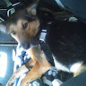 Meet your Posher, Lena